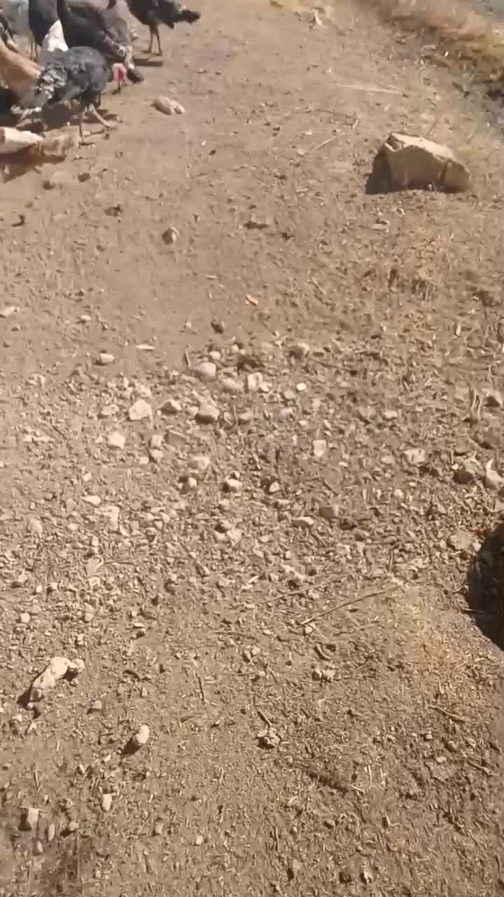 بوقلمون نر و ماده فروشی|حیوانات مزرعه|دهگلان, |دیوار