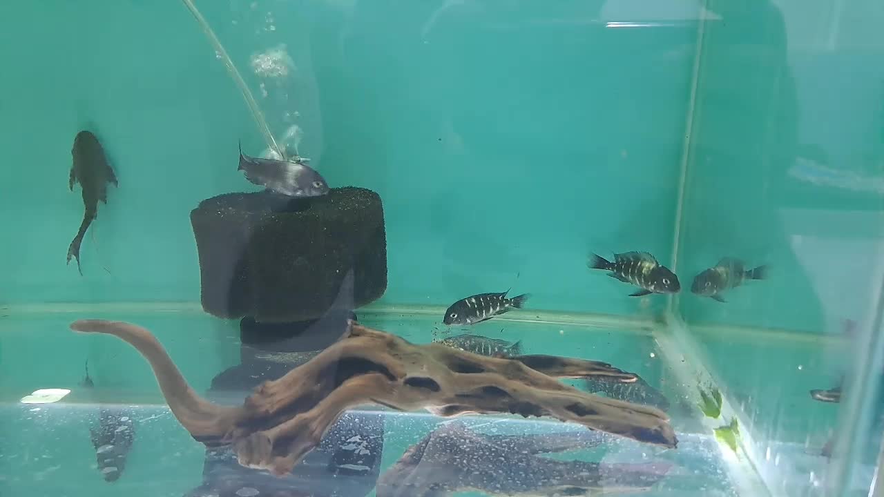 دبوسی ماهی|ماهی|مشهد, رسالت|دیوار