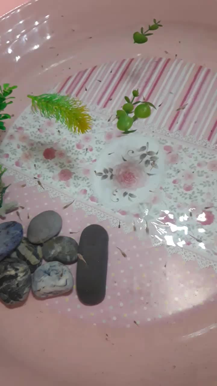 بچه گوپی|ماهی|سنندج, |دیوار