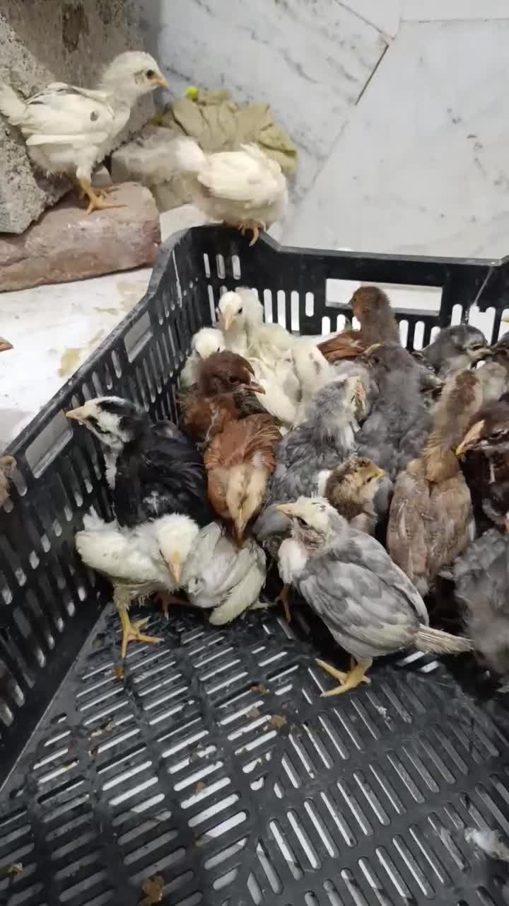 جوجه قوغاز . جوجه مرغ گلین چناران|حیوانات مزرعه|مشهد, شهرک امام هادی (شهرک غرب)|دیوار