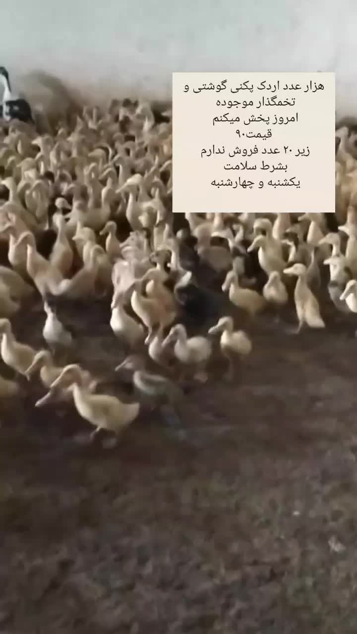 اردک|حیوانات مزرعه|رشت, فلسطین|دیوار