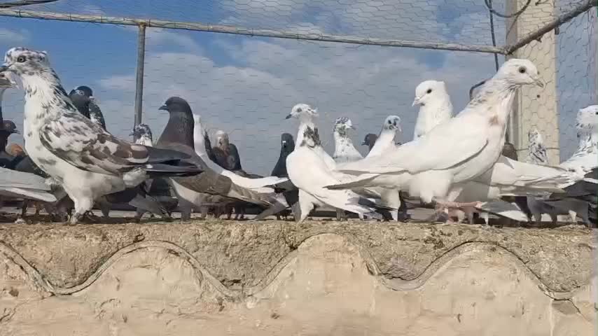 کفتر|پرنده|قم, چهل درخت‎|دیوار