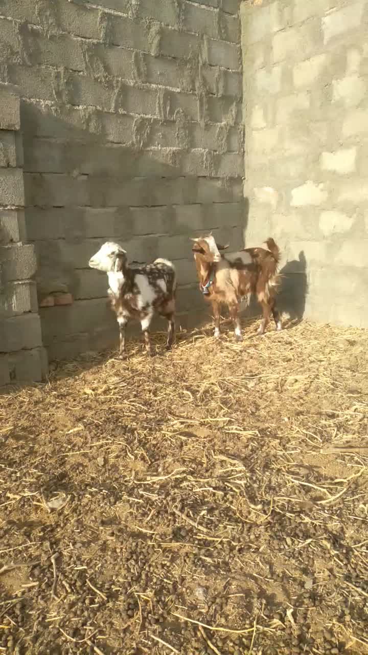 ۲رآس بزغاله پلنگی ماده خوشکل لنگ ۳قلوه|حیوانات مزرعه|فردوس (خراسان), |دیوار