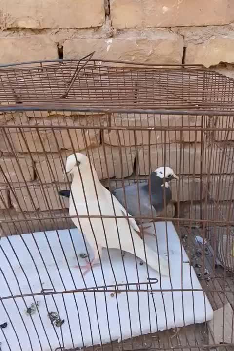 ۲۵۰۰۰۰|پرنده|میبد, |دیوار