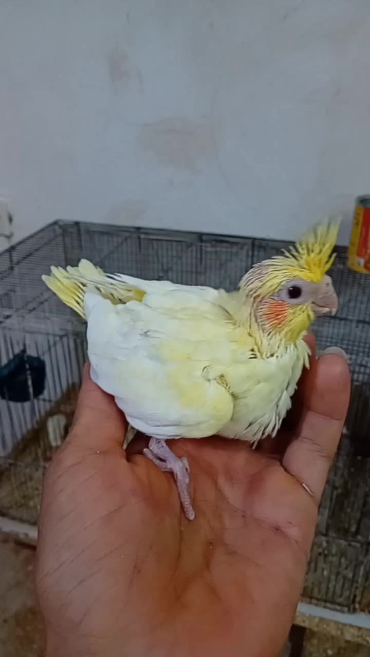 جوجه عروس لوتینو زعفرونی و فنج|پرنده|حمیدیا, |دیوار