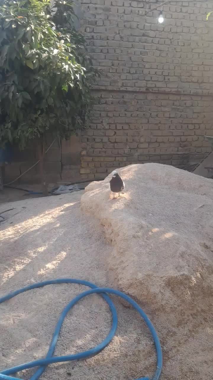 کبوتر طوقی نر فروشی|پرنده|طسوج, |دیوار