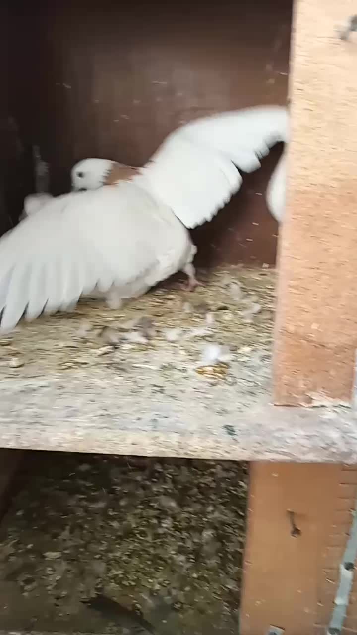 کبوتر طوقی تار شده|پرنده|محمدیه-قزوین, |دیوار