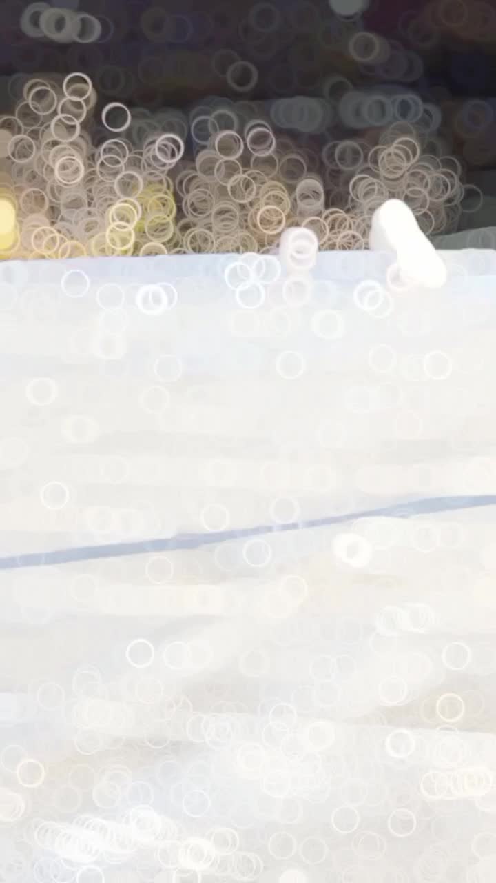 کبوتر طوقی|پرنده|مریوان, |دیوار