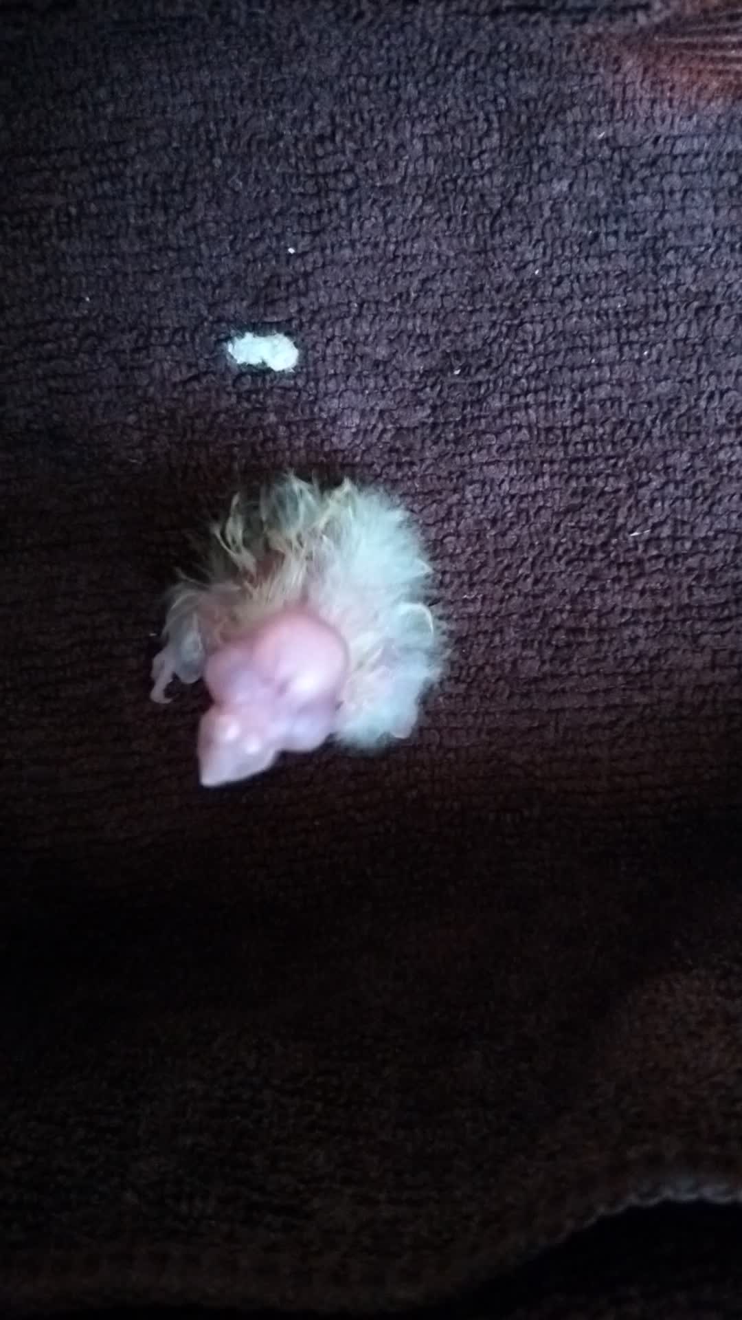 دوتاجوجه عروس هلندی 3روزه لوتینوقیمت خریدم میدم|پرنده|صائین قلعه, |دیوار