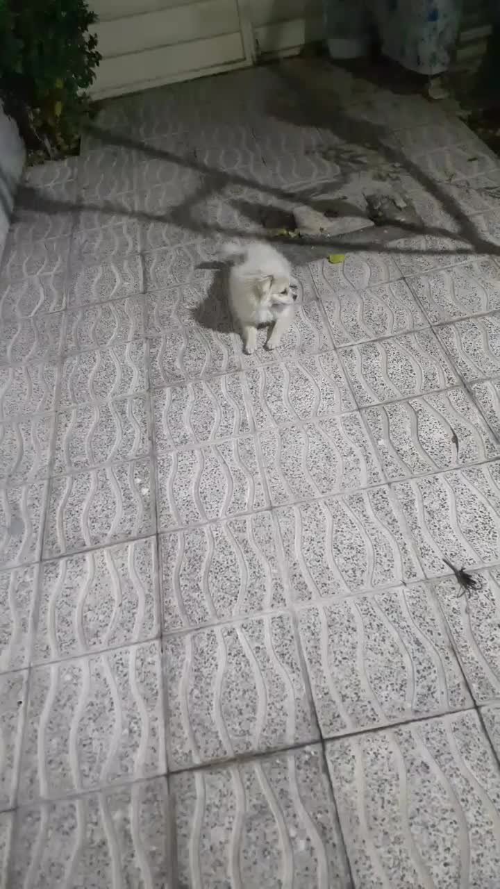 سگ پامرین پشمالو فروش فوری|سگ|زنجان, |دیوار