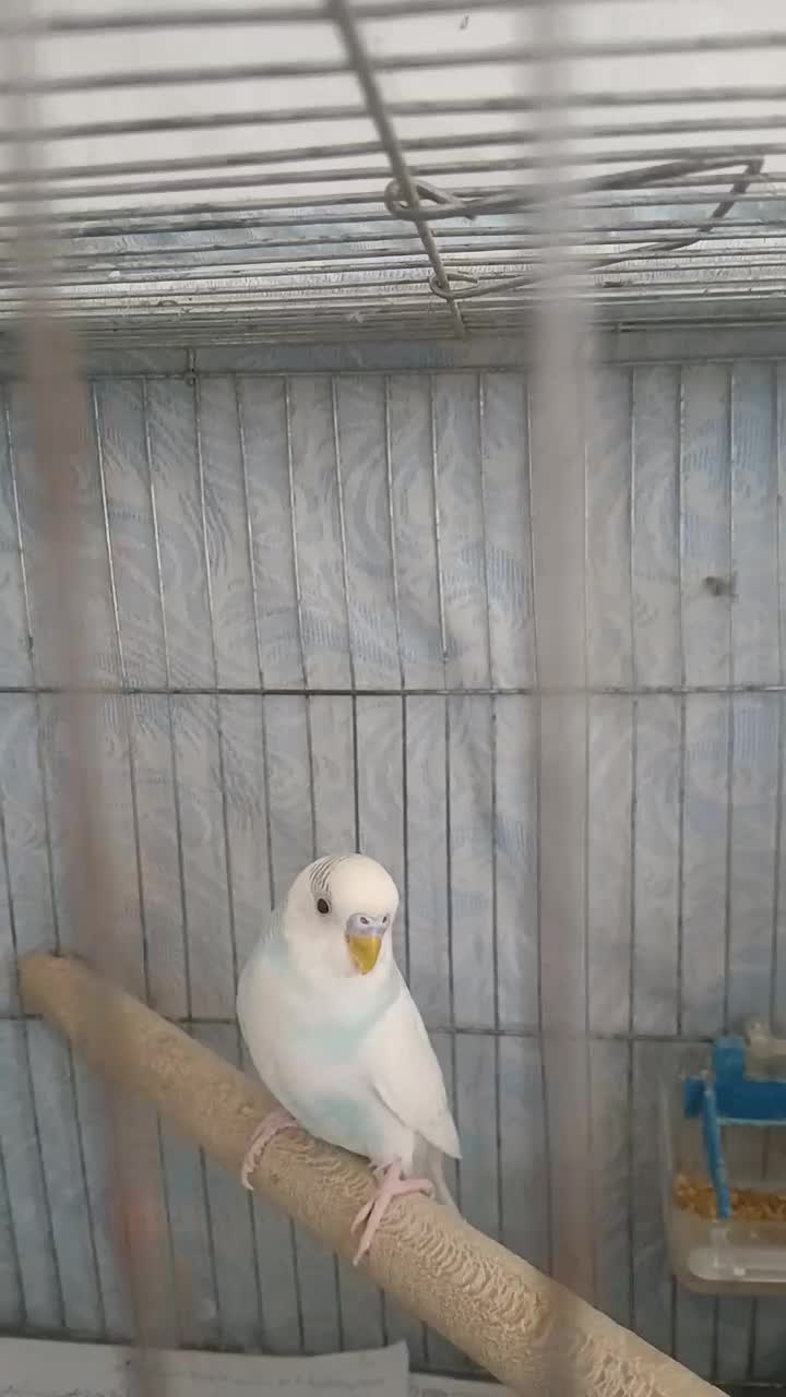 مرغ عشق|پرنده|رشت, کوی مهر|دیوار