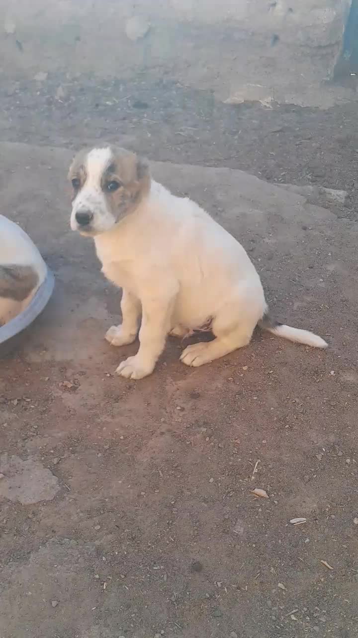 یک عدد کوچ سگ هفتاد روزه|سگ|فردوس (خراسان), |دیوار