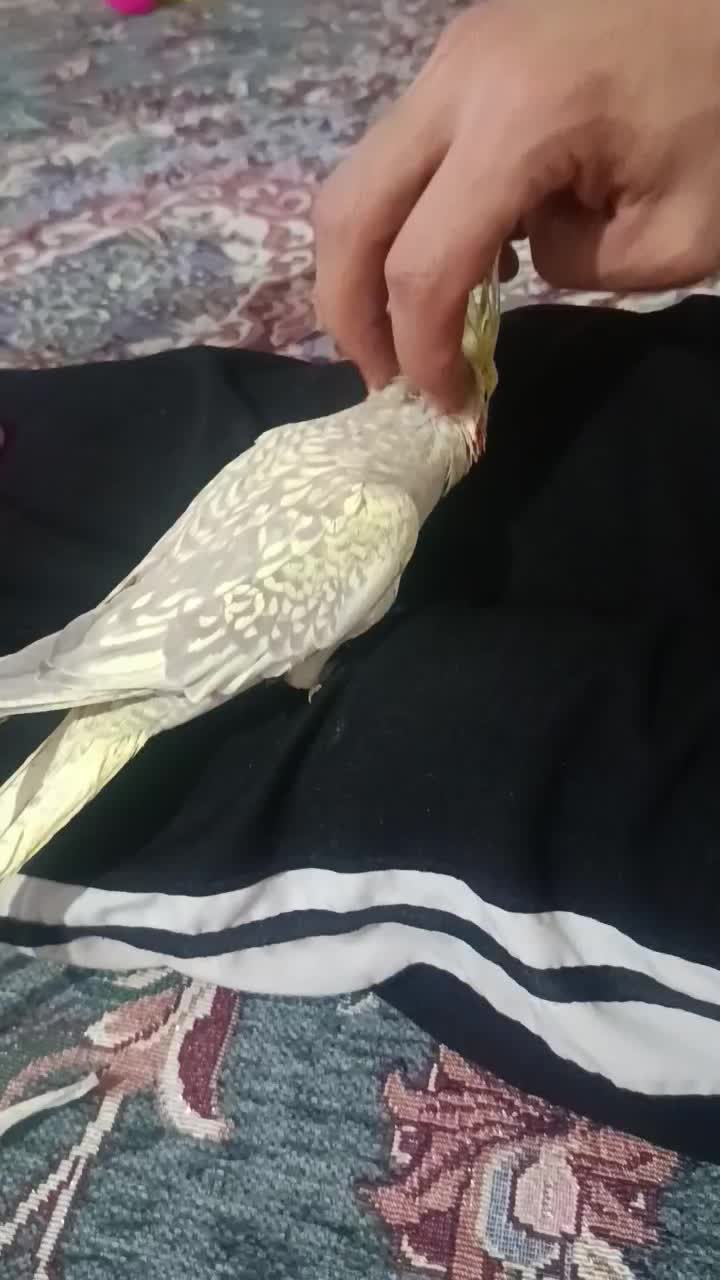 عروس هلندی|پرنده|نظرآباد, نجم آباد|دیوار