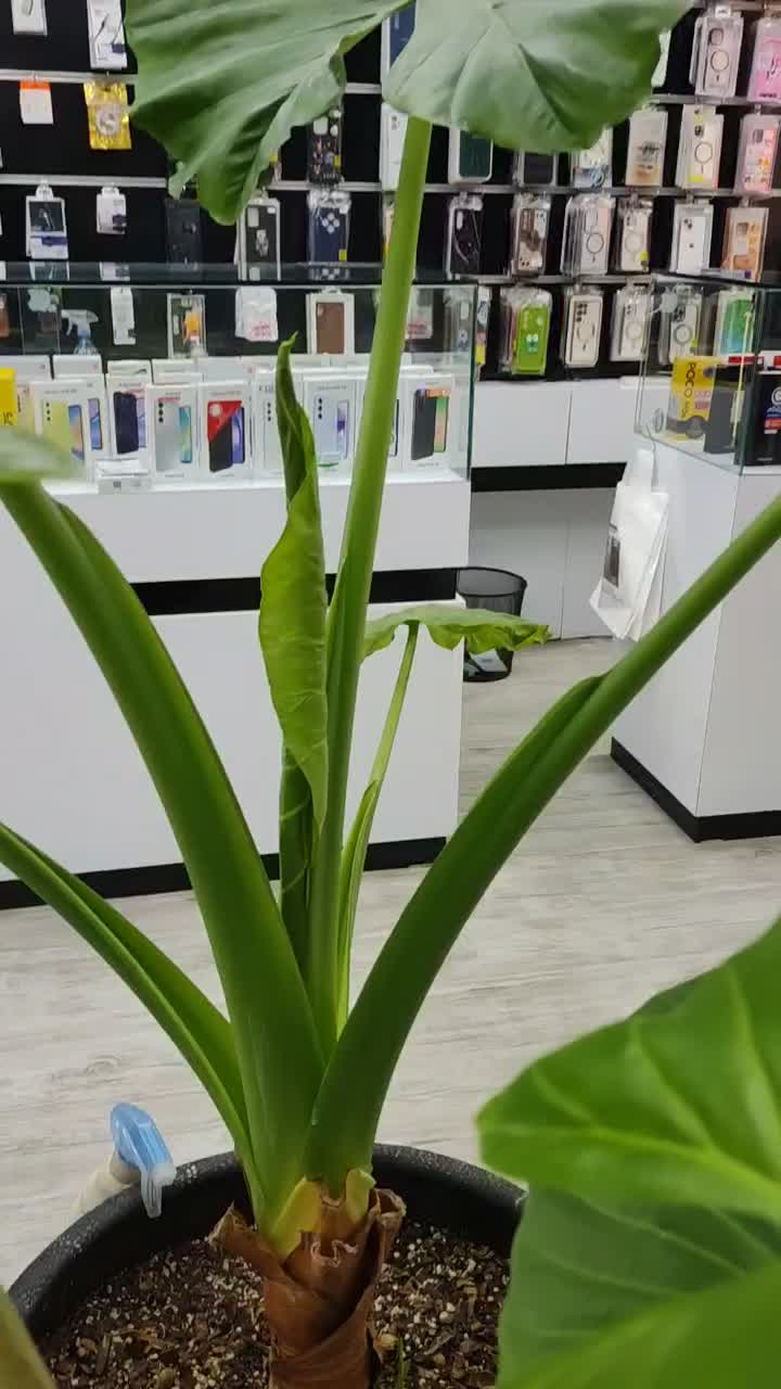 گوشی آیفون 12pro max 512g با ضمانت چک و طلا|موبایل|مشهد, طلاب|دیوار