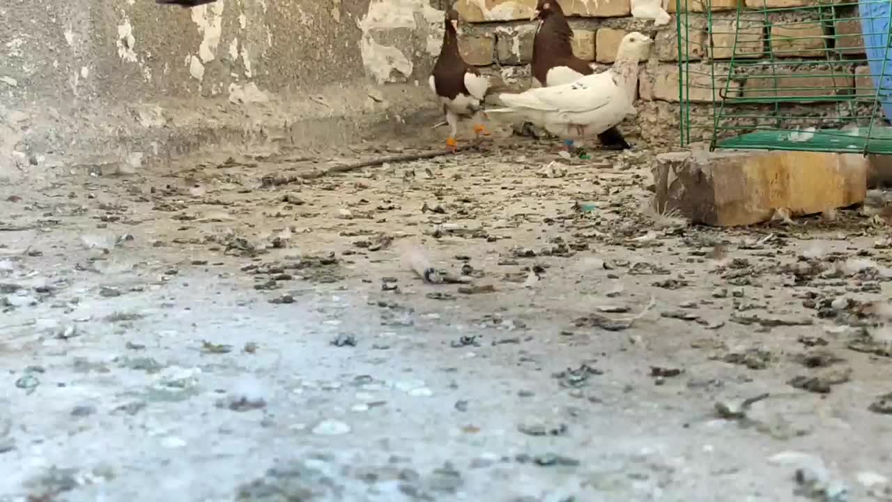 پرنده as|پرنده|بردسکن, |دیوار