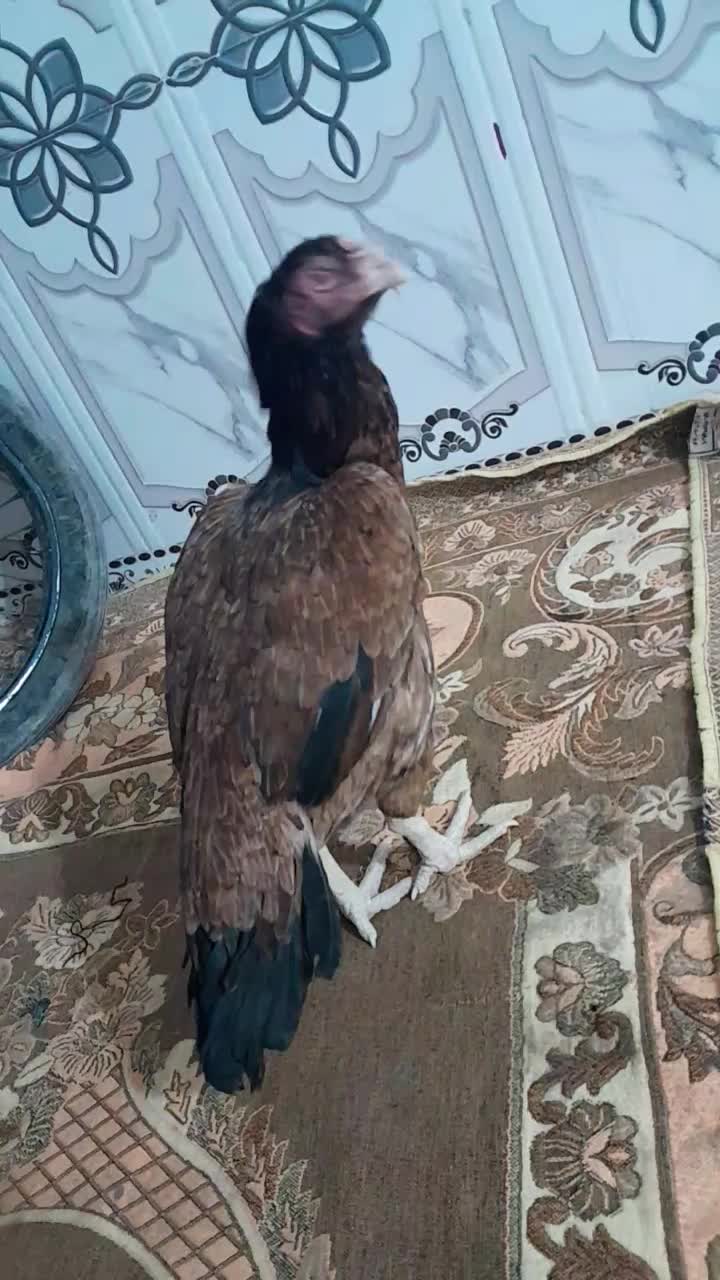 مرغ فروشی|حیوانات مزرعه|سراوان, |دیوار