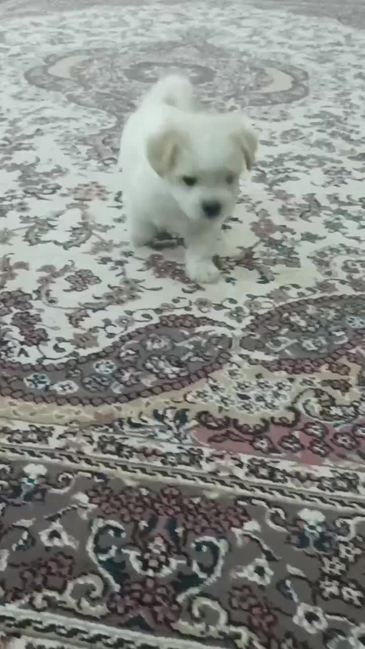 سگ مینیاتوری وارداتی|سگ|میاندوآب, |دیوار