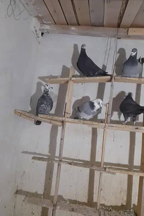 کبوتر|پرنده|گرگان, |دیوار