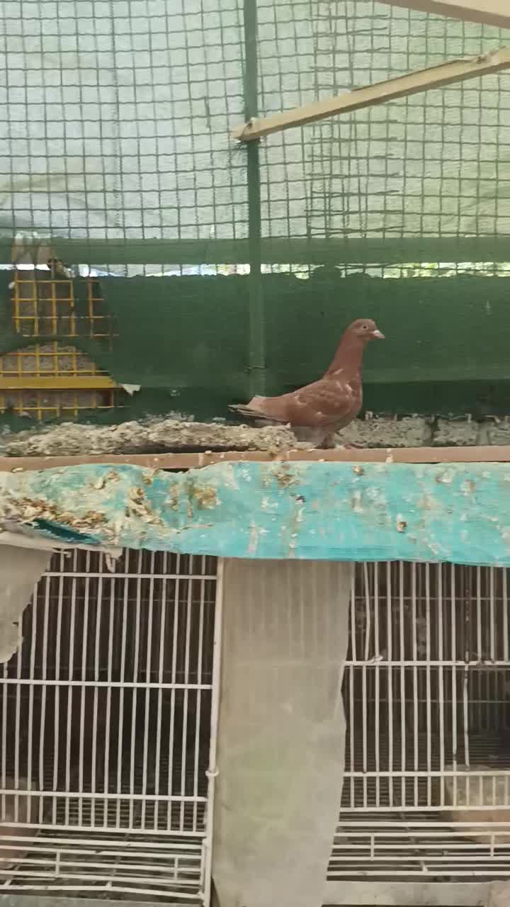 کبوتر اینگلیسی|پرنده|ارزوئیه, |دیوار