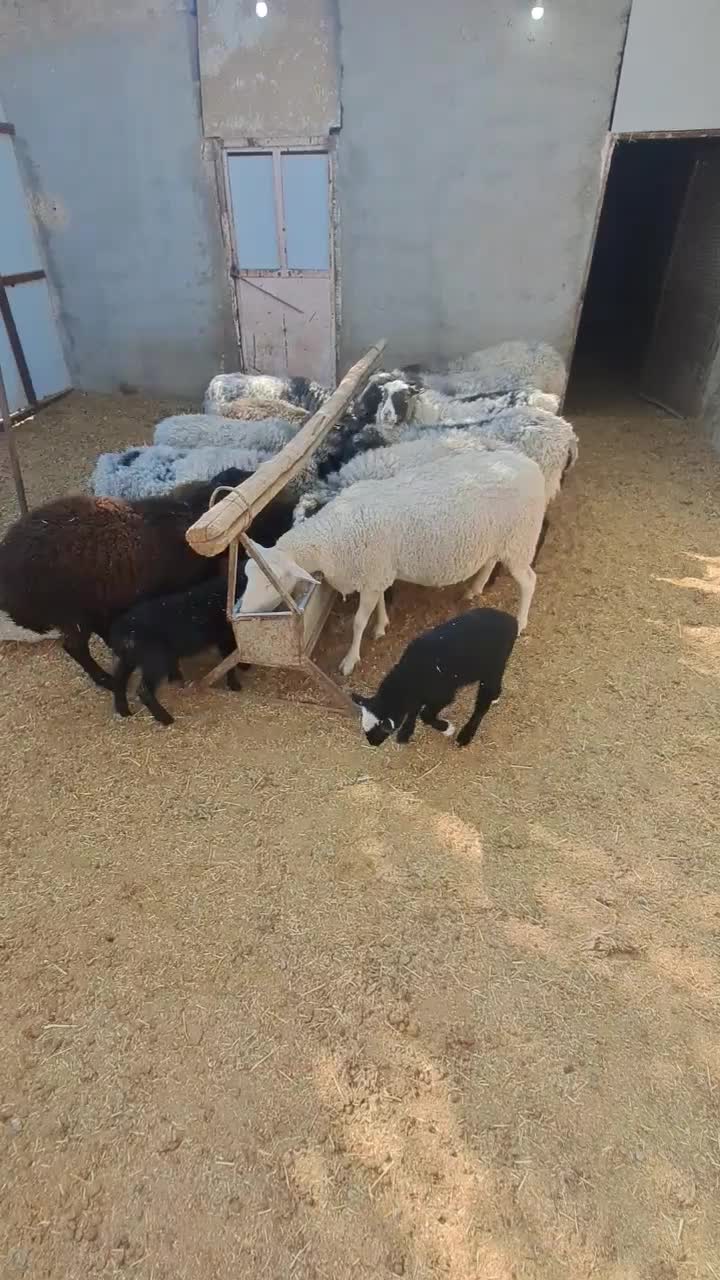 میش های خارجی چند قلو زا|حیوانات مزرعه|تهران, مخصوص|دیوار