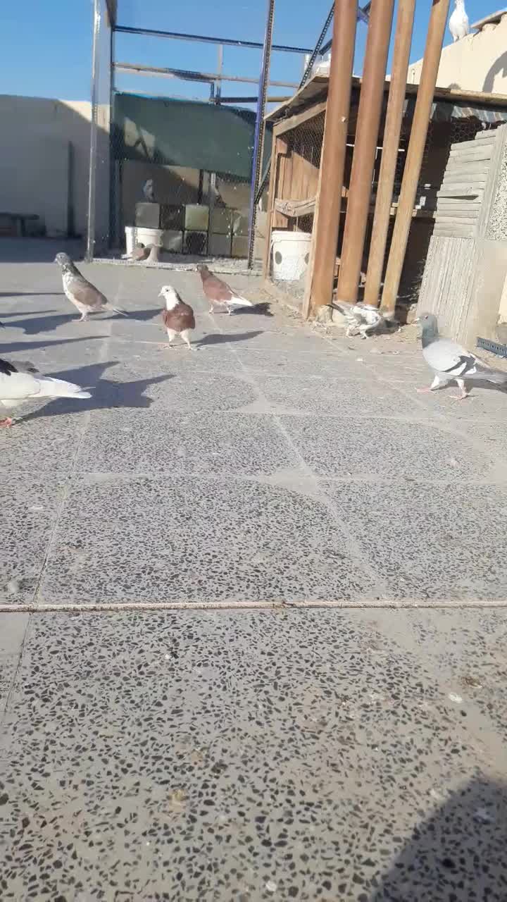 کبوتر تهرانی|پرنده|برخوار, |دیوار