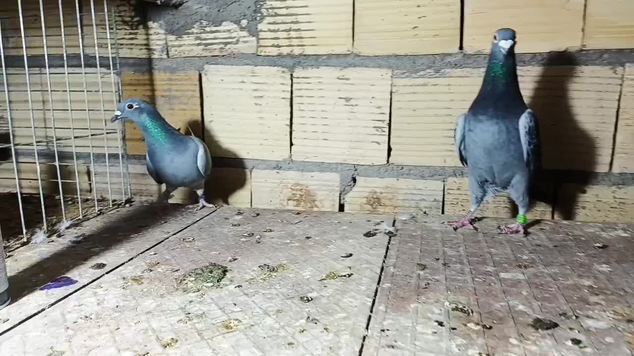 کفتر|پرنده|یزد, |دیوار