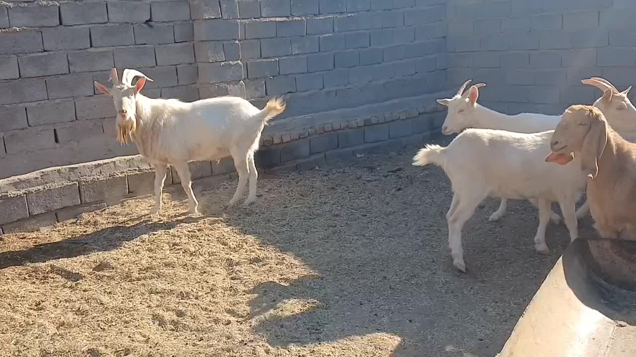 بز س|حیوانات مزرعه|تربت جام, معدآباد|دیوار