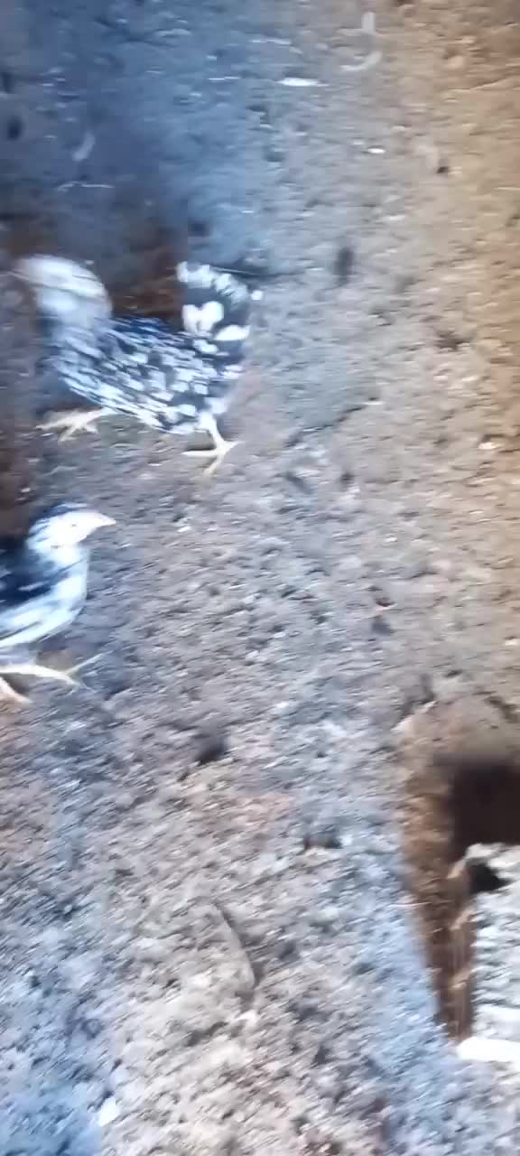 مرغ گلین ریشو|حیوانات مزرعه|اشترینان, |دیوار