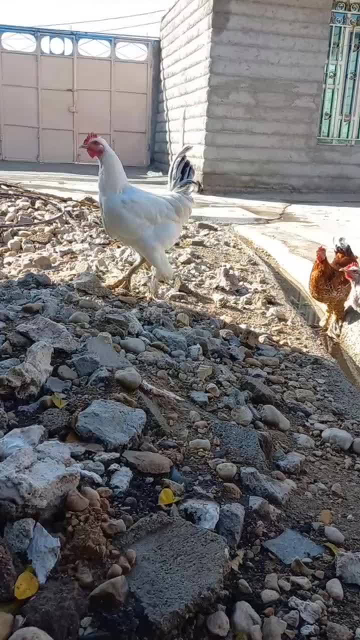 تخم مرغ نطفه دار نژاد لاری برهما چهل تاج|حیوانات مزرعه|دهدشت, |دیوار