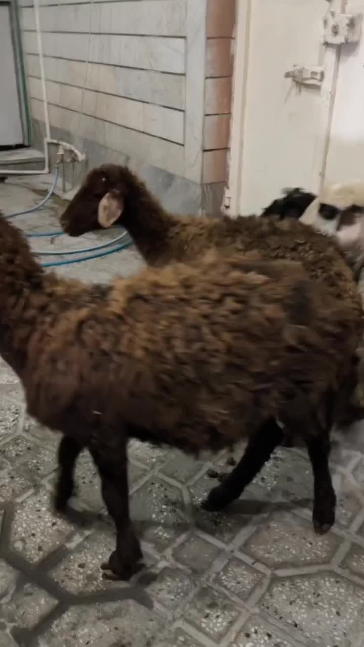 بره|حیوانات مزرعه|بروجرد, |دیوار