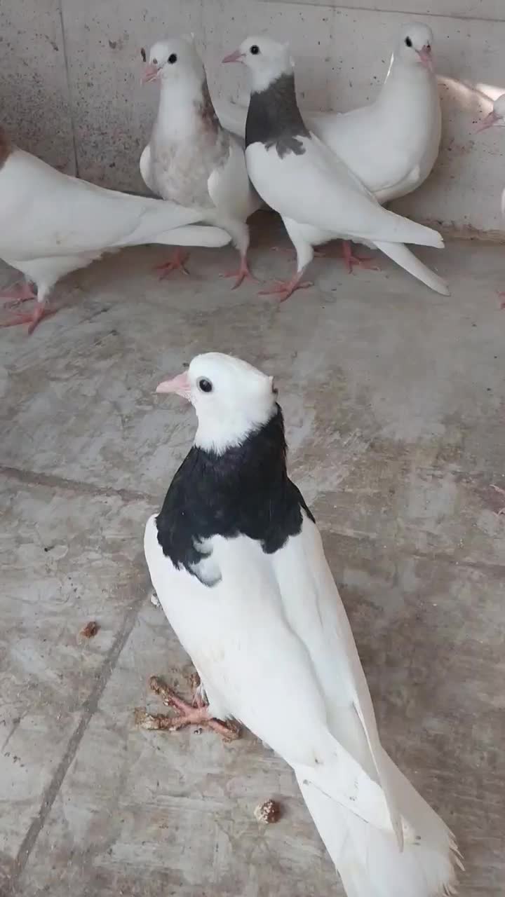 طوقی و کبوتران سرور وسرخ وپرستویی|پرنده|امیرکلا, |دیوار