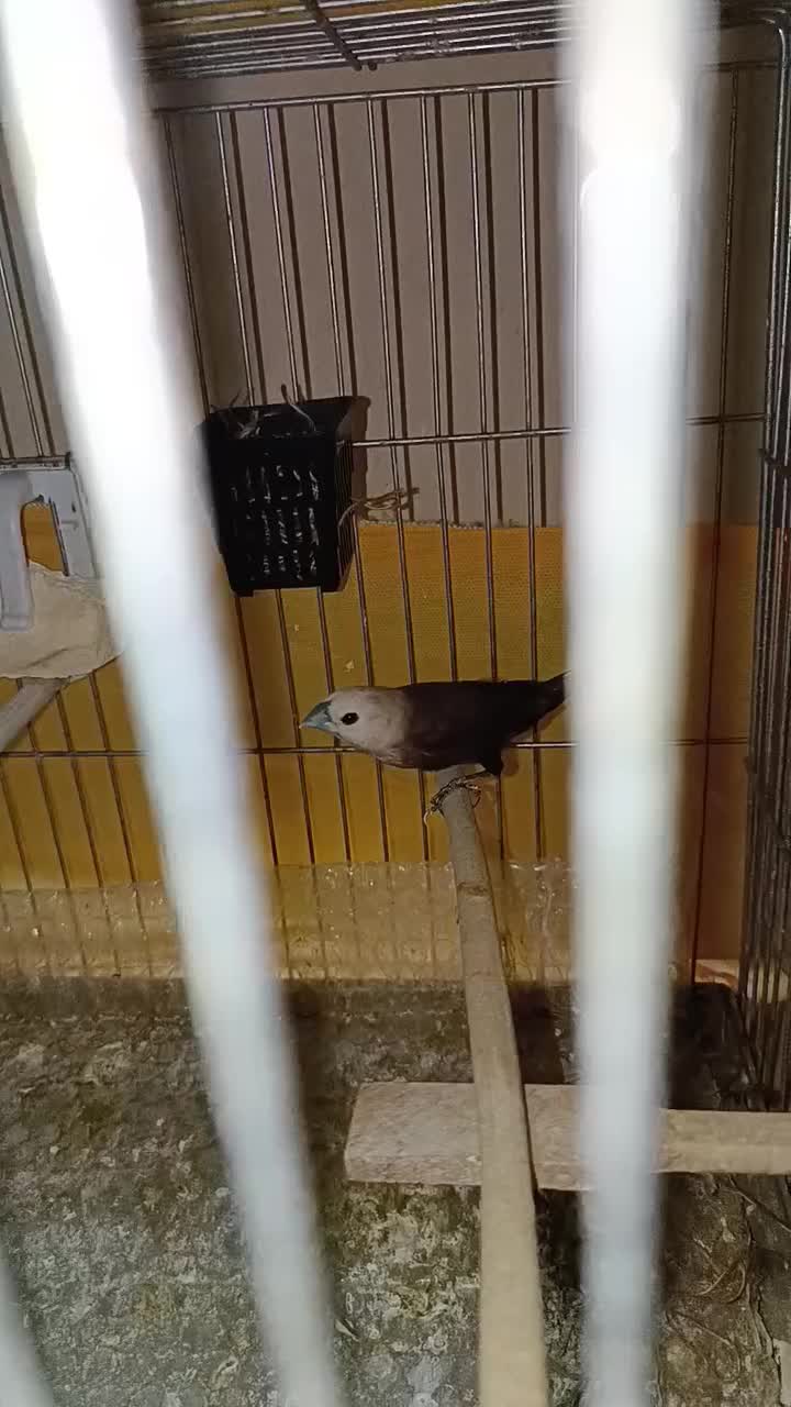 فنچ مونیا راهب|پرنده|تهران, ارامنه|دیوار