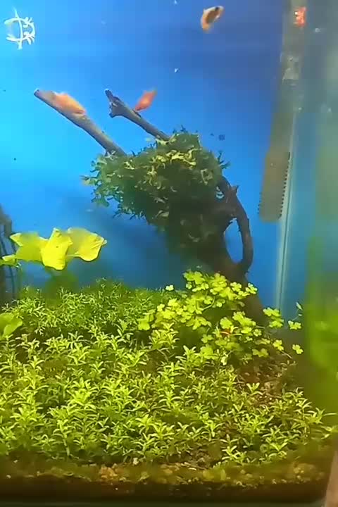 آکواریوم پلنت|ماهی|سنندج, |دیوار