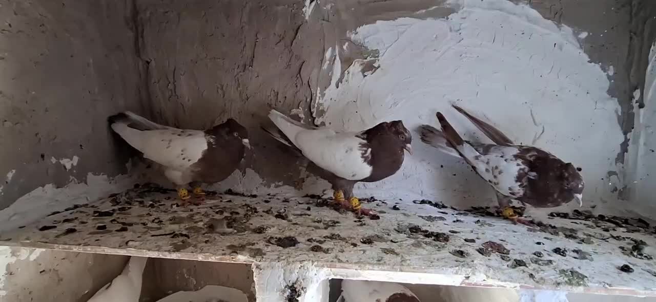 کبوتر سینه ای|پرنده|بوئین زهرا, |دیوار