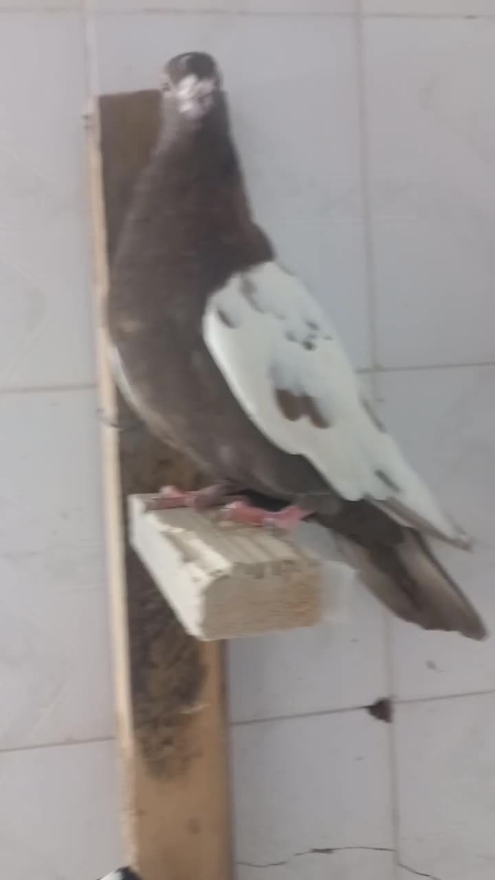 ماده به شرط|پرنده|شیراز, فرهنگیان|دیوار