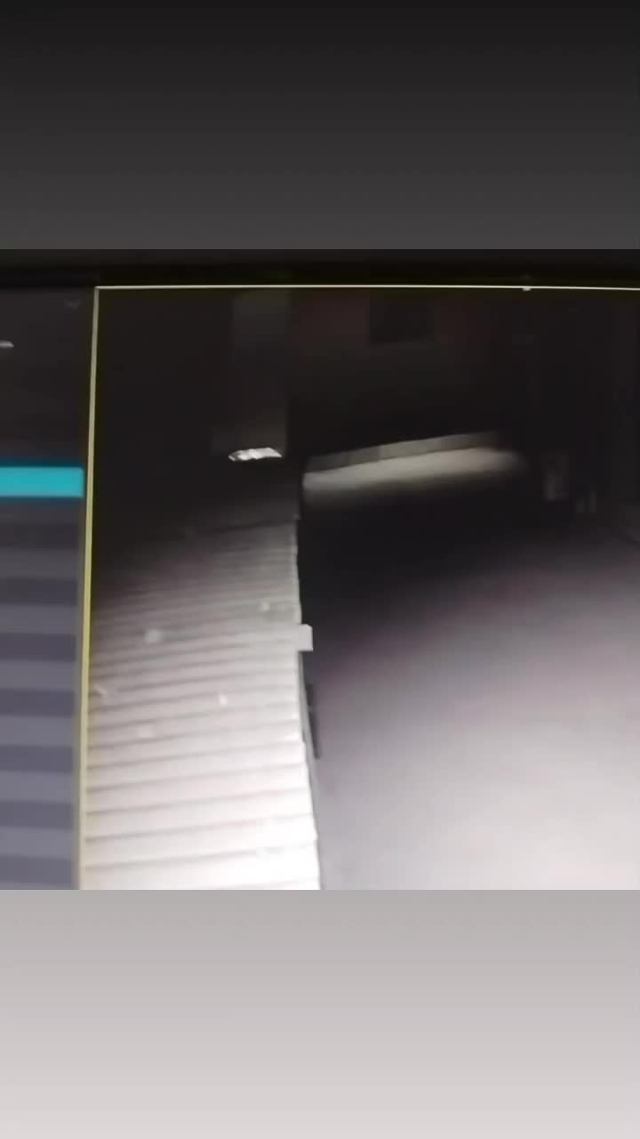 کبوتر|پرنده|مینودشت, |دیوار