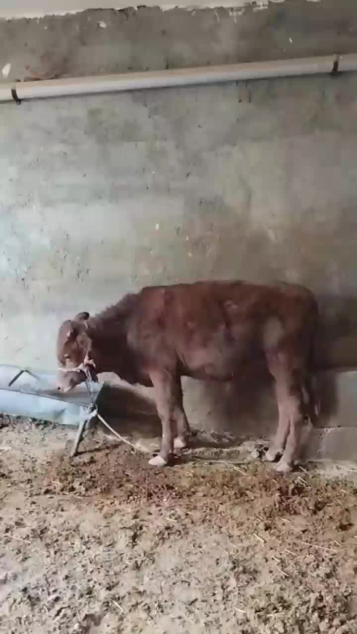 چهارعدد گوساله دوتا نر دوتا ماده|حیوانات مزرعه|کوهدشت, |دیوار