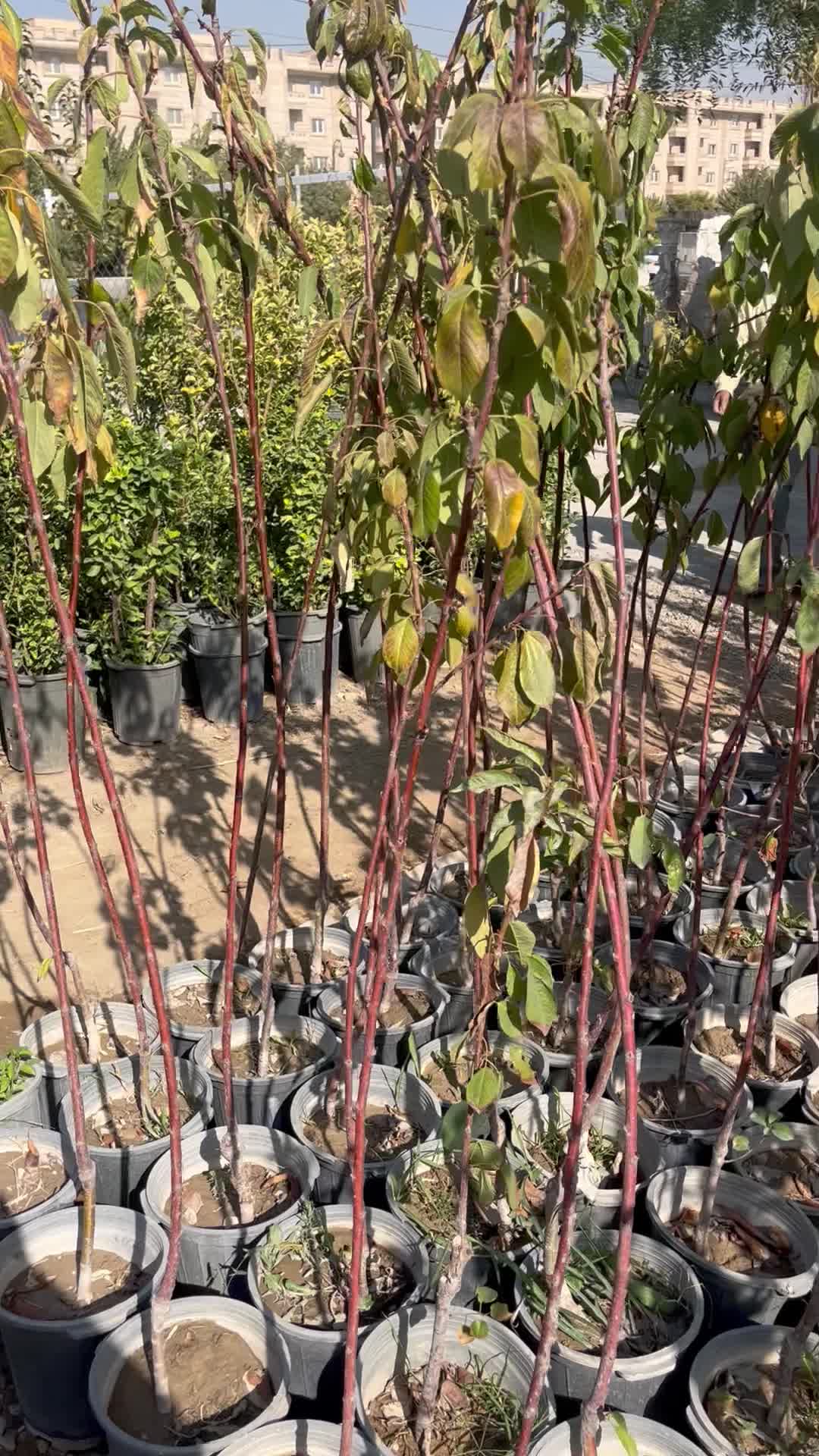 گیلاس تکدانه مشهد ۲ ساله ب بالا به شرط|خدمات باغبانی و درختکاری|اسلامشهر, انبارهای شهید طاهری|دیوار