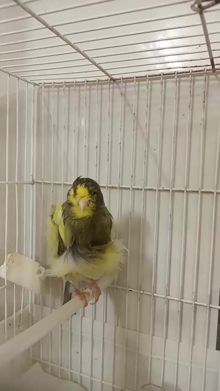 قناری نر، فر،|پرنده|تربت‌حیدریه, آبشار|دیوار