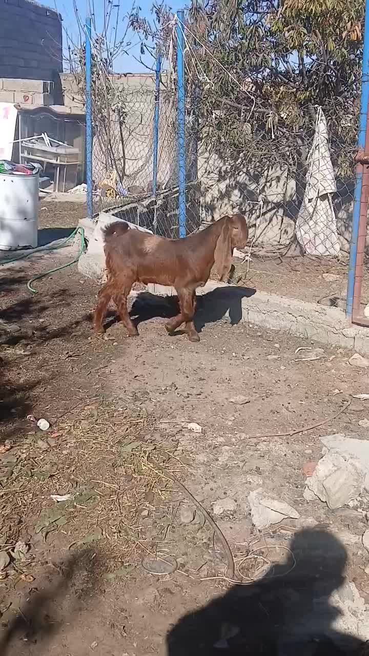 گوسفند|حیوانات مزرعه|اهر, |دیوار