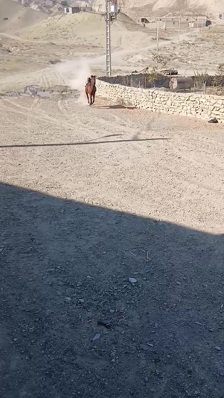 اسب کرد|اسب و تجهیزات اسب‌سواری|بجنورد, |دیوار