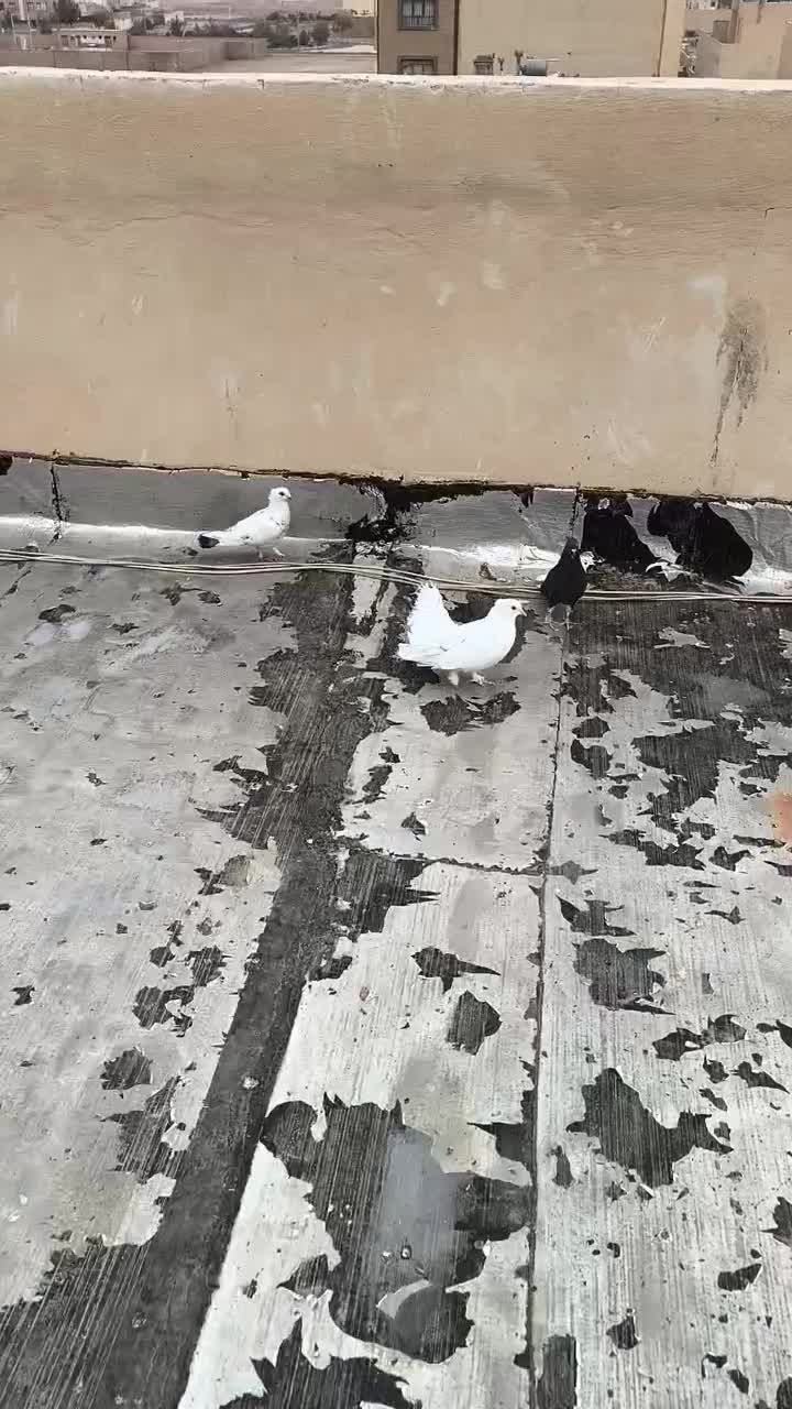 کبوتر|پرنده|شاهینشهر, شهرک گلدیس|دیوار