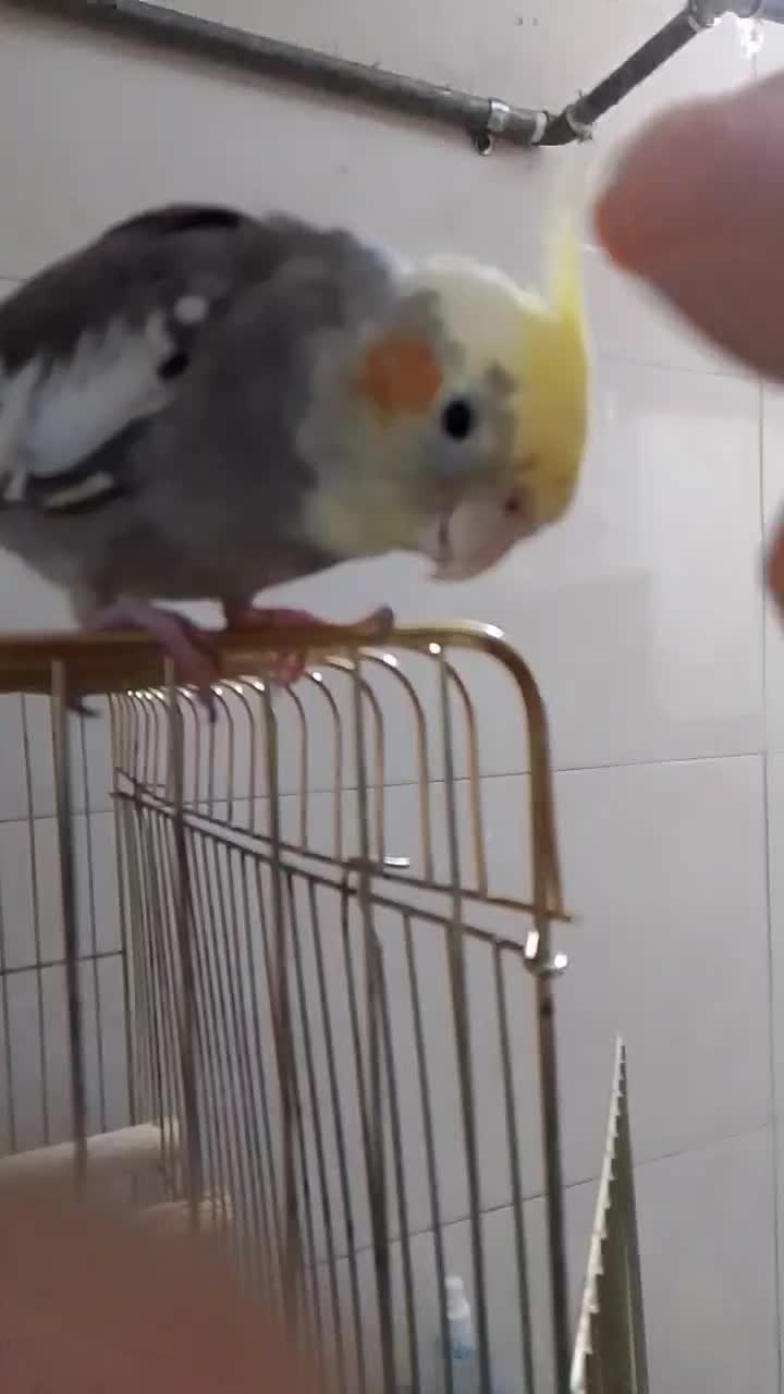 عروس هلندی دارچینی گمشده|حیوانات|رباطکریم, رباطکریم|دیوار