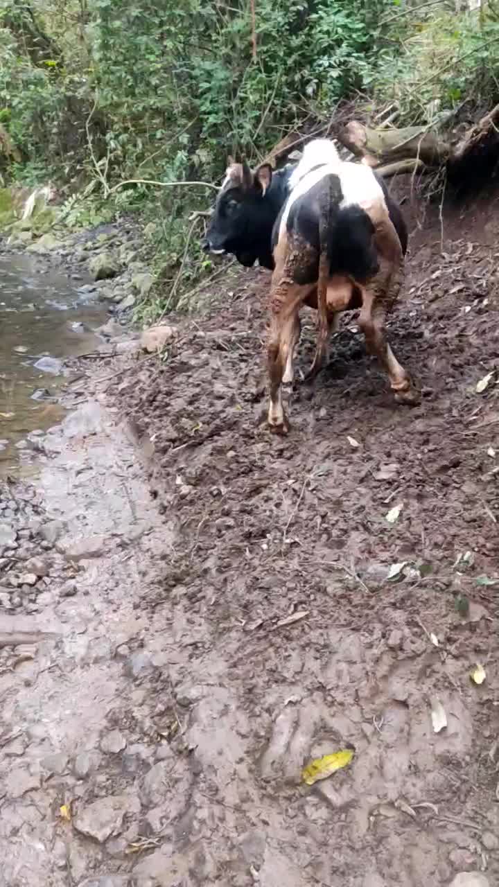 کل محلی|حیوانات مزرعه|کلاچای, |دیوار