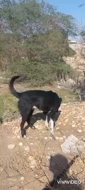 سگ صحرایی|سگ|سعدآباد, |دیوار