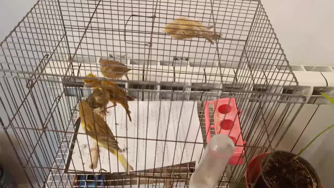 قناری|پرنده|رشت, سعدی (تختی)|دیوار