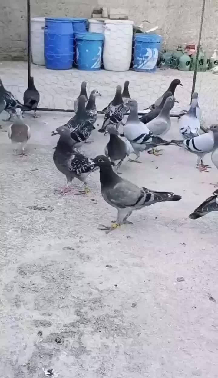 کبوتر پلاکی جوجه دونه دویس تمن|پرنده|شوشتر, |دیوار