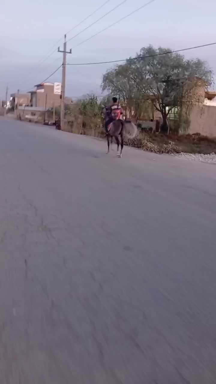 اسب|اسب و تجهیزات اسب‌سواری|رزن, |دیوار