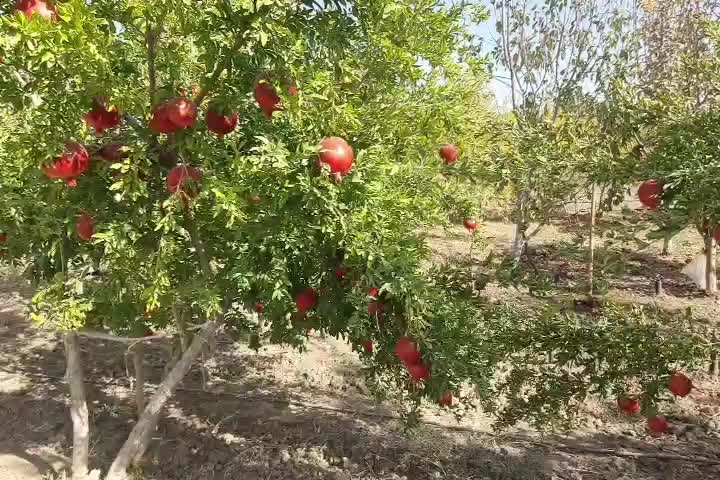 انار ممتاز درجزین|خوردنی و آشامیدنی|مهدی شهر, |دیوار