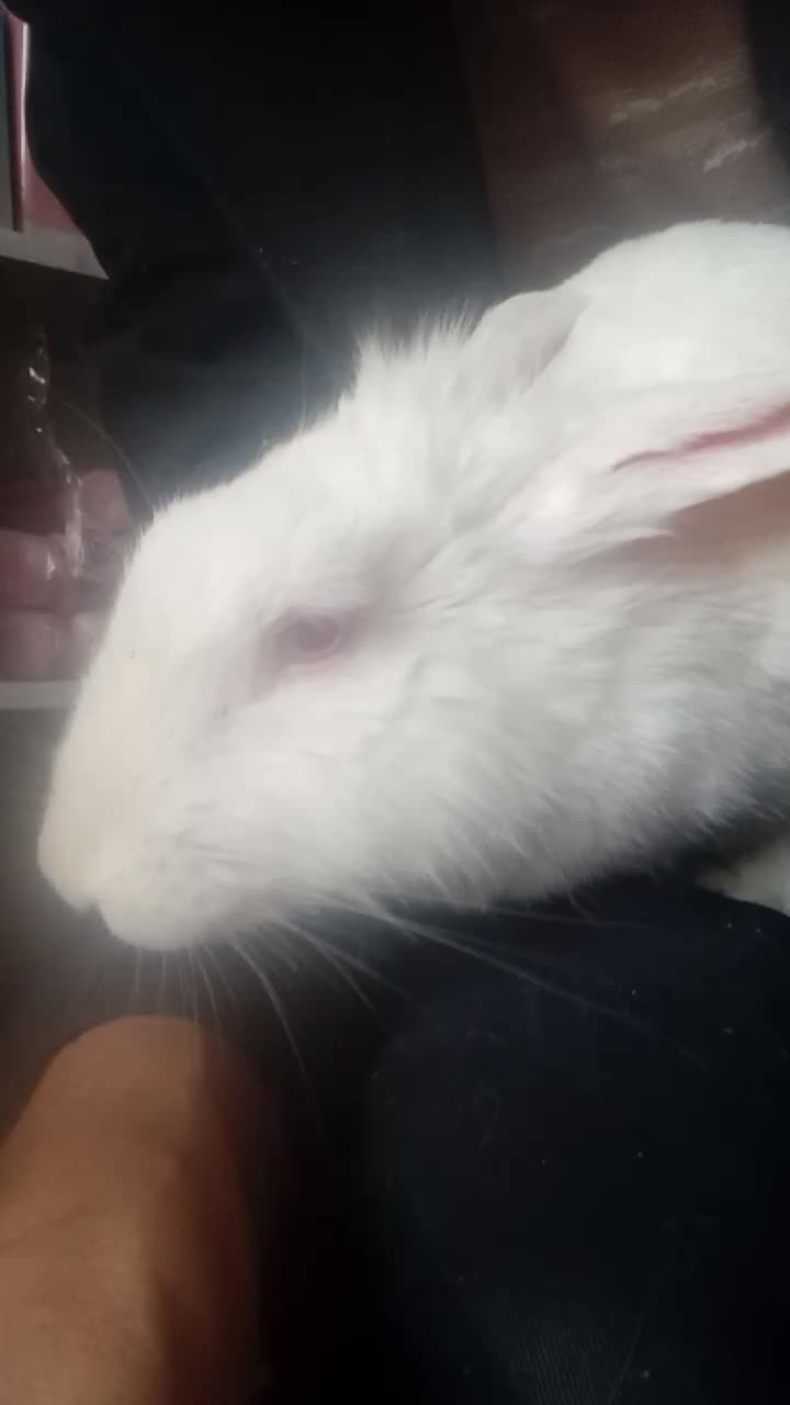 خرگوش. ازمایشگاهی.معاوضه با مرغ عشق یا طوطی.|موش و خرگوش|تبریز, |دیوار